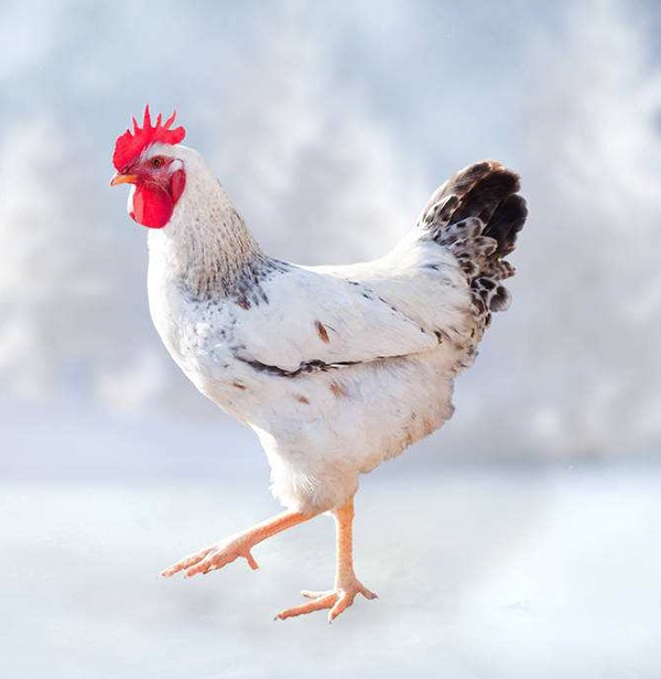 �⼦������ƻ�